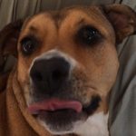 7 Examples That Prove Trump Is Clueless About Dogs