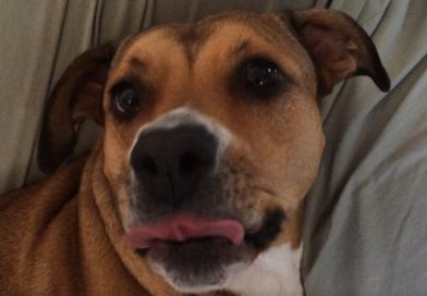 7 Examples That Prove Trump Is Clueless About Dogs