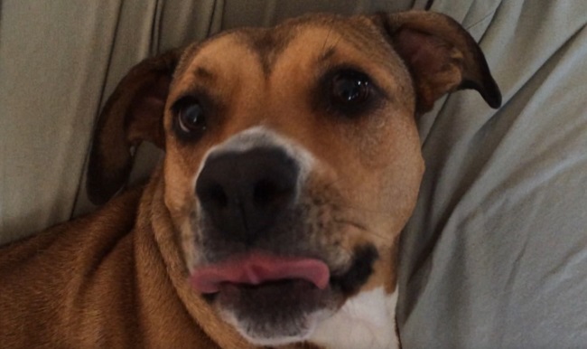 7 Examples That Prove Trump Is Clueless About Dogs